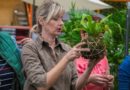 Upoznajte kokedamu, japansku tehniku oblikovanja biljaka u kuglama od mahovine. Kokedama predstavlja stil uzgoja koji potječe iz tehnike Nearai, vrlo popularnog bonsai stila iz 17. stoljeća u Japanu. Prezentacija same biljke bez odgovarajuće posude stvara jedinstven i neobičan prizor koji će oduševiti svakog ljubitelja biljaka. Vaša instruktorica će biti Kornelija Benyovsky Šoštarić